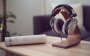 Kõrvaklapid Beyerdynamic DT-990 Edition (250 oomi) - Pilt 5 / thumb